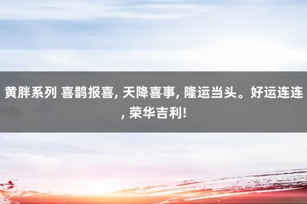 黄胖系列 喜鹊报喜, 天降喜事, 隆运当头。好运连连, 荣华吉利!